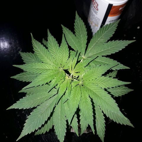 Martita growlog photo: Día 42