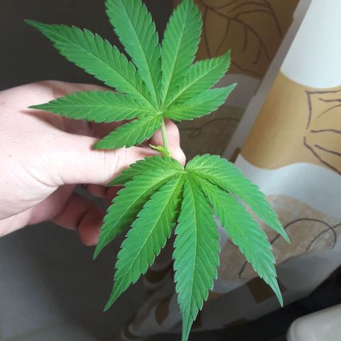 Martita growlog photo: Día 50