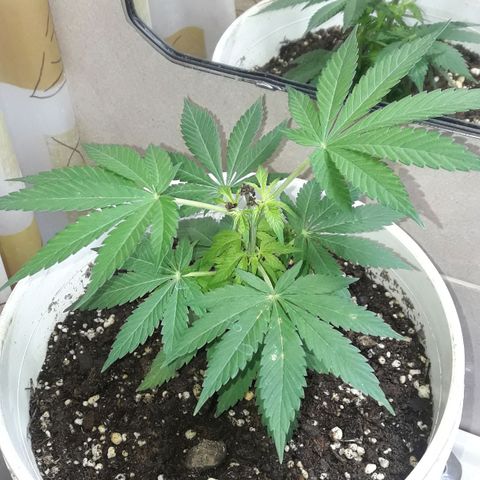 Martita growlog photo: Día 50