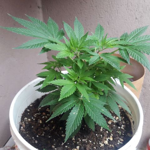 Martita growlog photo: Día 60