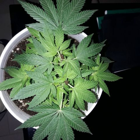 Martita growlog timeline photo