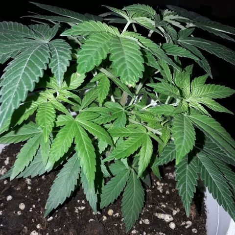 Martita growlog timeline photo