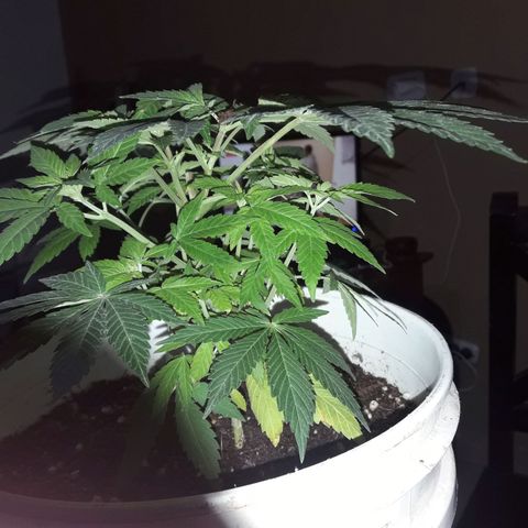 Martita growlog timeline photo