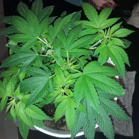 Martita growlog photo: Día 66