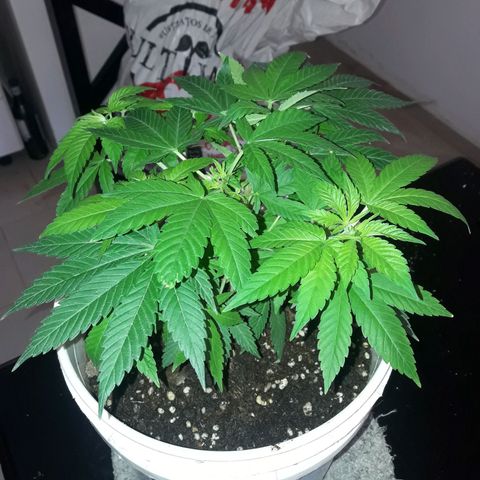 Martita growlog timeline photo