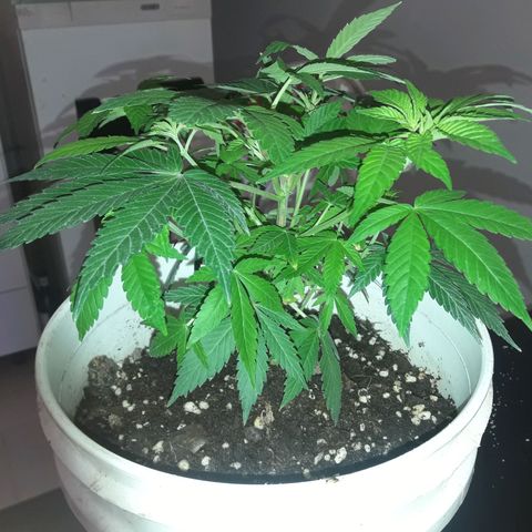 Martita growlog timeline photo