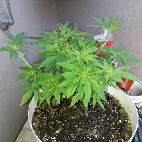 Martita growlog timeline photo