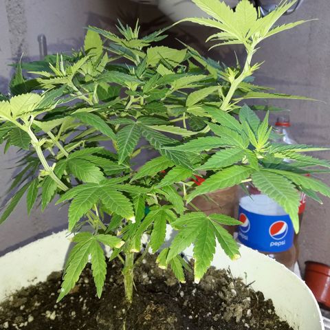 Martita growlog timeline photo