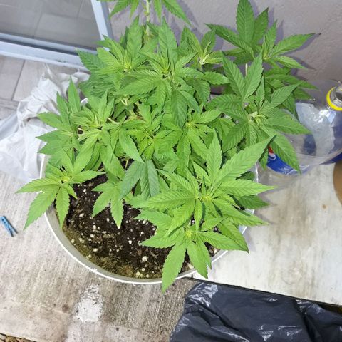 Martita growlog timeline photo