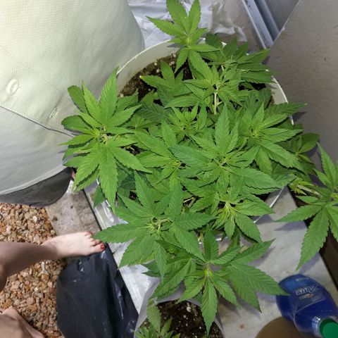 Martita growlog timeline photo