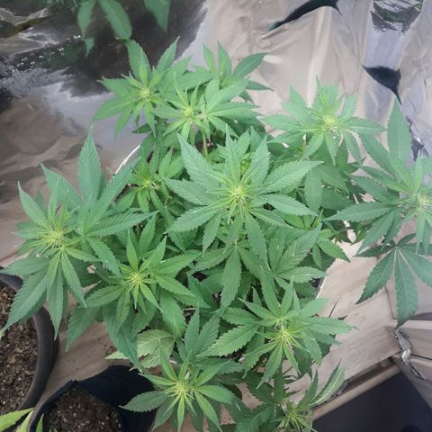 Martita growlog photo: Día 83
