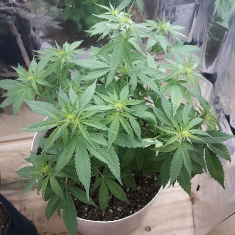Martita growlog photo: Día 83