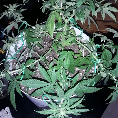 Martita growlog photo: Lst super og kush