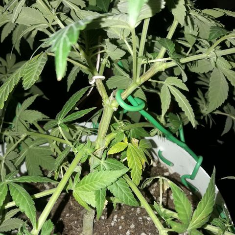 Martita growlog photo: Lst super og kush