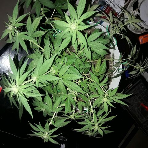 Martita growlog photo: Lst super og kush