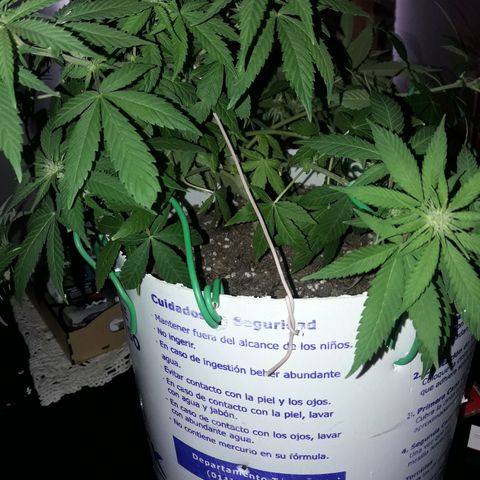 Martita growlog photo: Lst super og kush