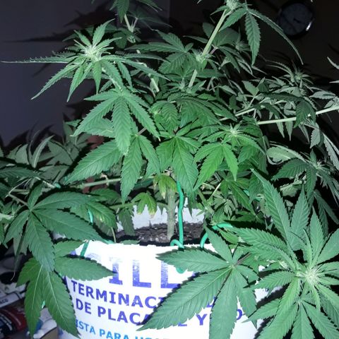 Martita growlog photo: Lst super og kush
