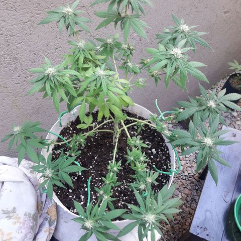 Martita growlog timeline photo