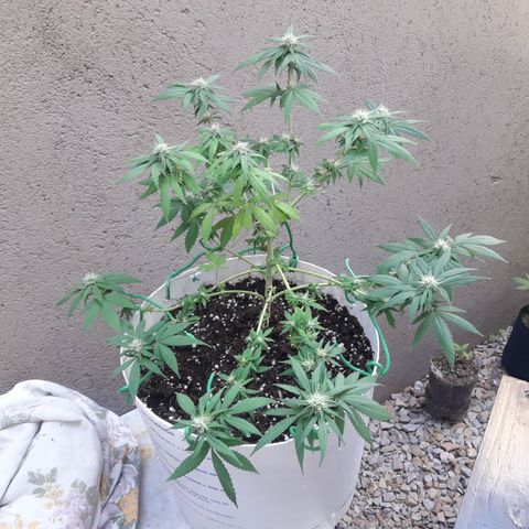 Martita growlog timeline photo