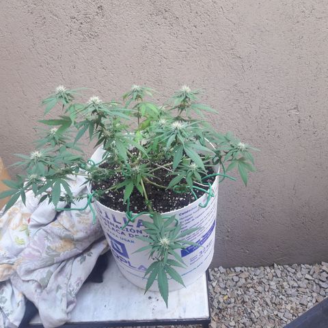 Martita growlog timeline photo