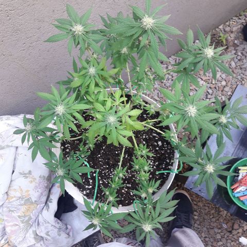 Martita growlog timeline photo