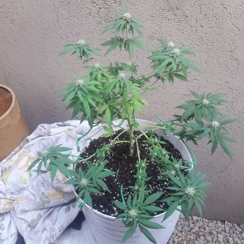 Martita growlog timeline photo