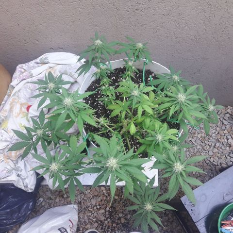 Martita growlog timeline photo