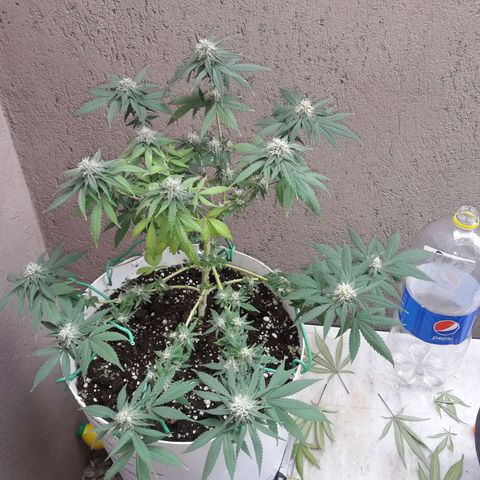 Martita growlog photo: Día  102