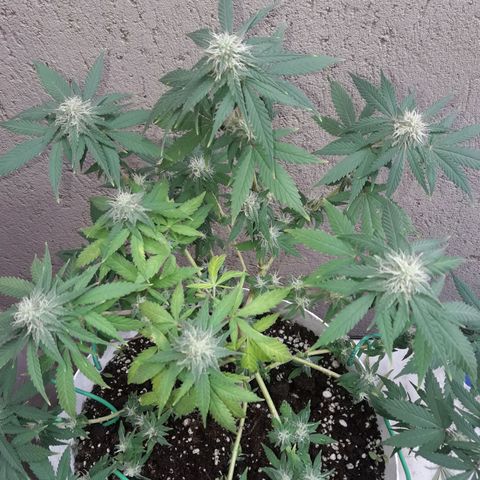 Martita growlog photo: Día  102