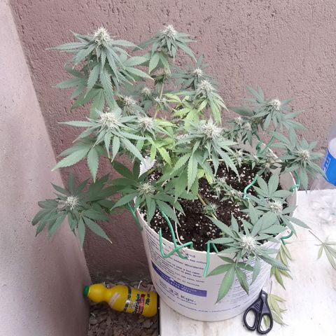 Martita growlog photo: Día  102