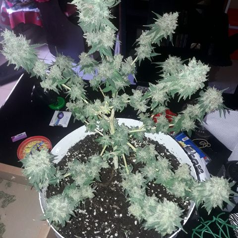 Martita growlog timeline photo