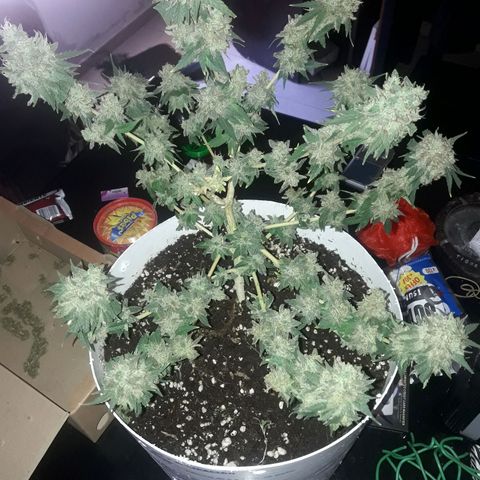 Martita growlog timeline photo