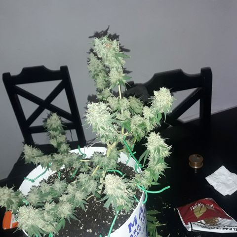 Martita growlog timeline photo