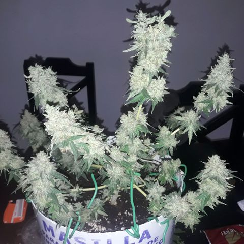 Martita growlog timeline photo