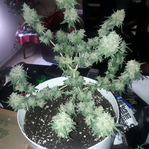 Martita growlog timeline photo