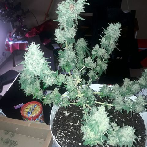 Martita growlog timeline photo