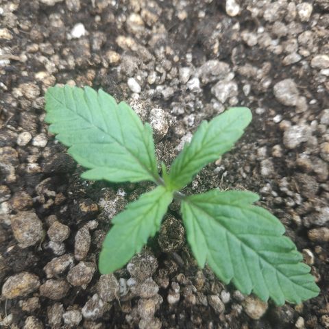 Red skunk x red critical growlog timeline photo