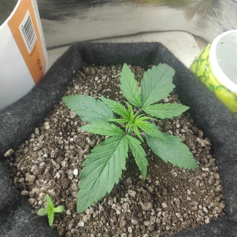Red skunk x red critical growlog timeline photo