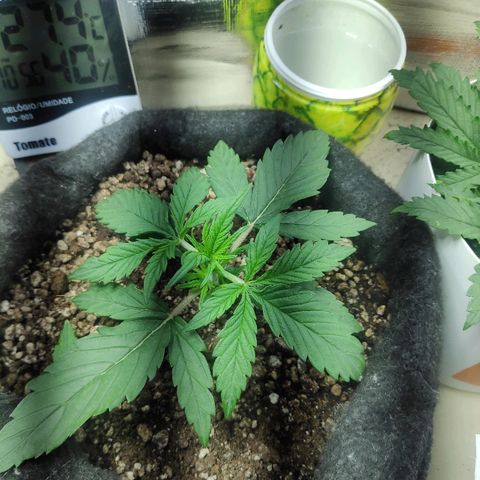 Red skunk x red critical growlog timeline photo