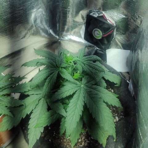 Red skunk x red critical growlog timeline photo