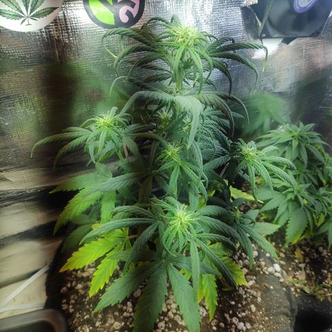 Red skunk x red critical growlog timeline photo