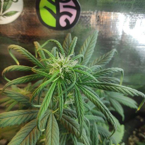 Red skunk x red critical growlog timeline photo