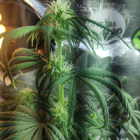 Red skunk x red critical growlog timeline photo