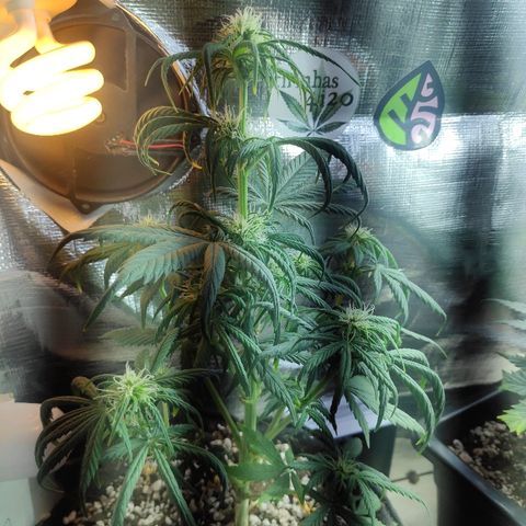 Red skunk x red critical growlog timeline photo