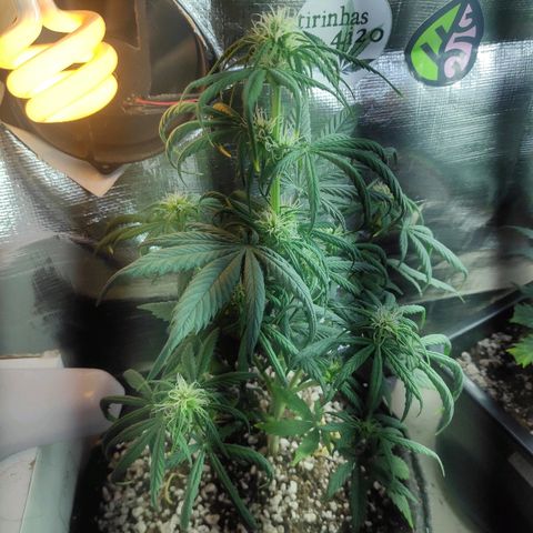 Red skunk x red critical growlog timeline photo