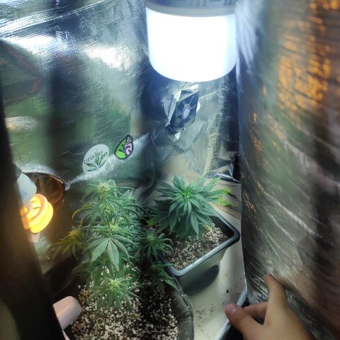 Red skunk x red critical growlog timeline photo