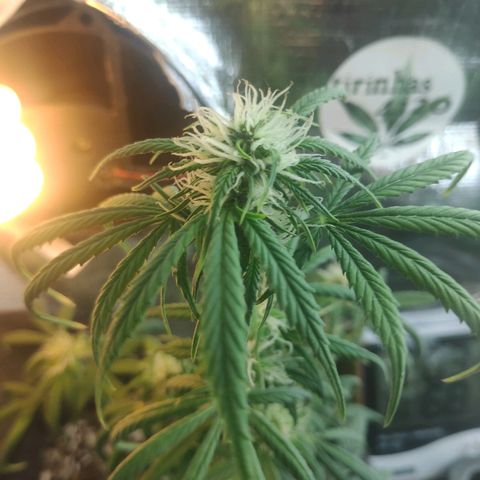 Red skunk x red critical growlog timeline photo
