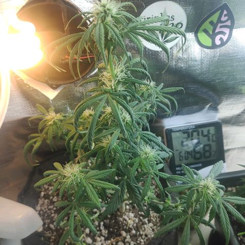 Red skunk x red critical growlog timeline photo