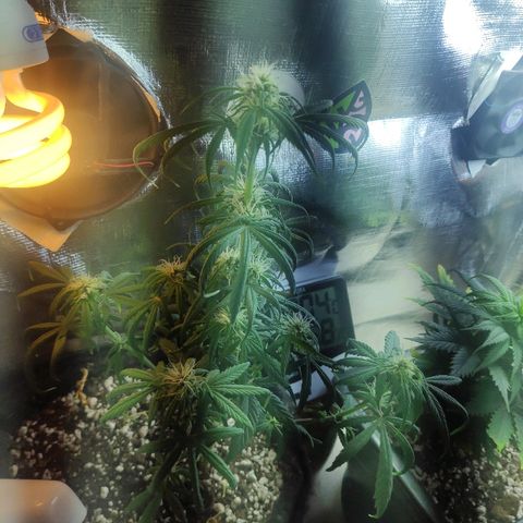 Red skunk x red critical growlog timeline photo