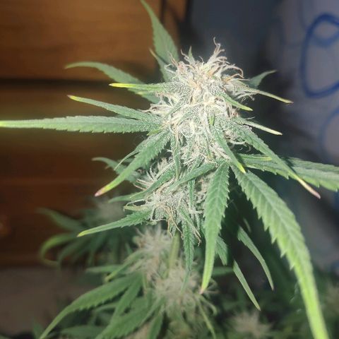 Red skunk x red critical growlog timeline photo